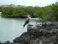 Galapagos - a teknősök szigete - 