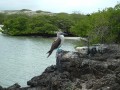 Galapagos - a teknsk szigete - 