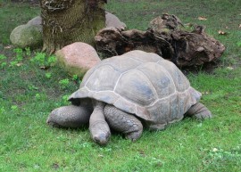 Galapagos - a teknsk szigete 