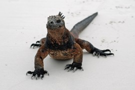 Galapagos - a teknősök szigete 