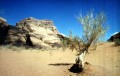 Wadi Rum - a hold vlgye   - 