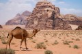 Wadi Rum - a hold vlgye   - 