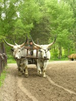 Kiskunsg, Kecskemt - az rkk szomjas tj 