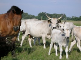 Kiskunsg, Kecskemt - az rkk szomjas tj 