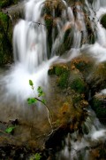 Plitvicei Nemzeti Park - A szomszd kertje - 