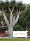 Tenerife, az rk tavasz szigete - Loro Parque