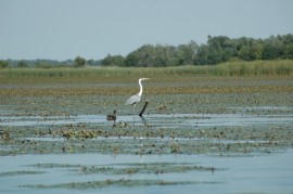 Tisza-t - a t, ami valjban nem t 