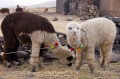 Titicaca - t a fellegekben - 