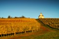 Tokaj - Bacchus fldje - 