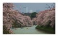 Toki - A felkszlt vros - Japn cseresznye